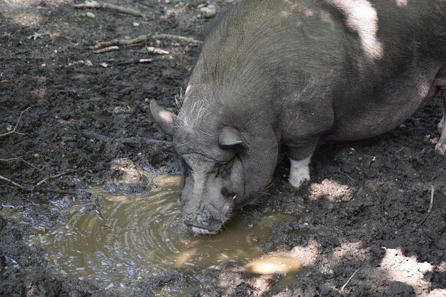 加拿大队的 加拿大队的