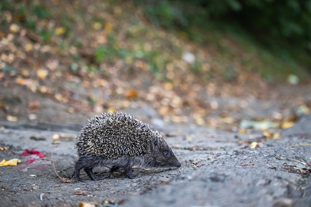 沙特联赛的 沙特联赛的
